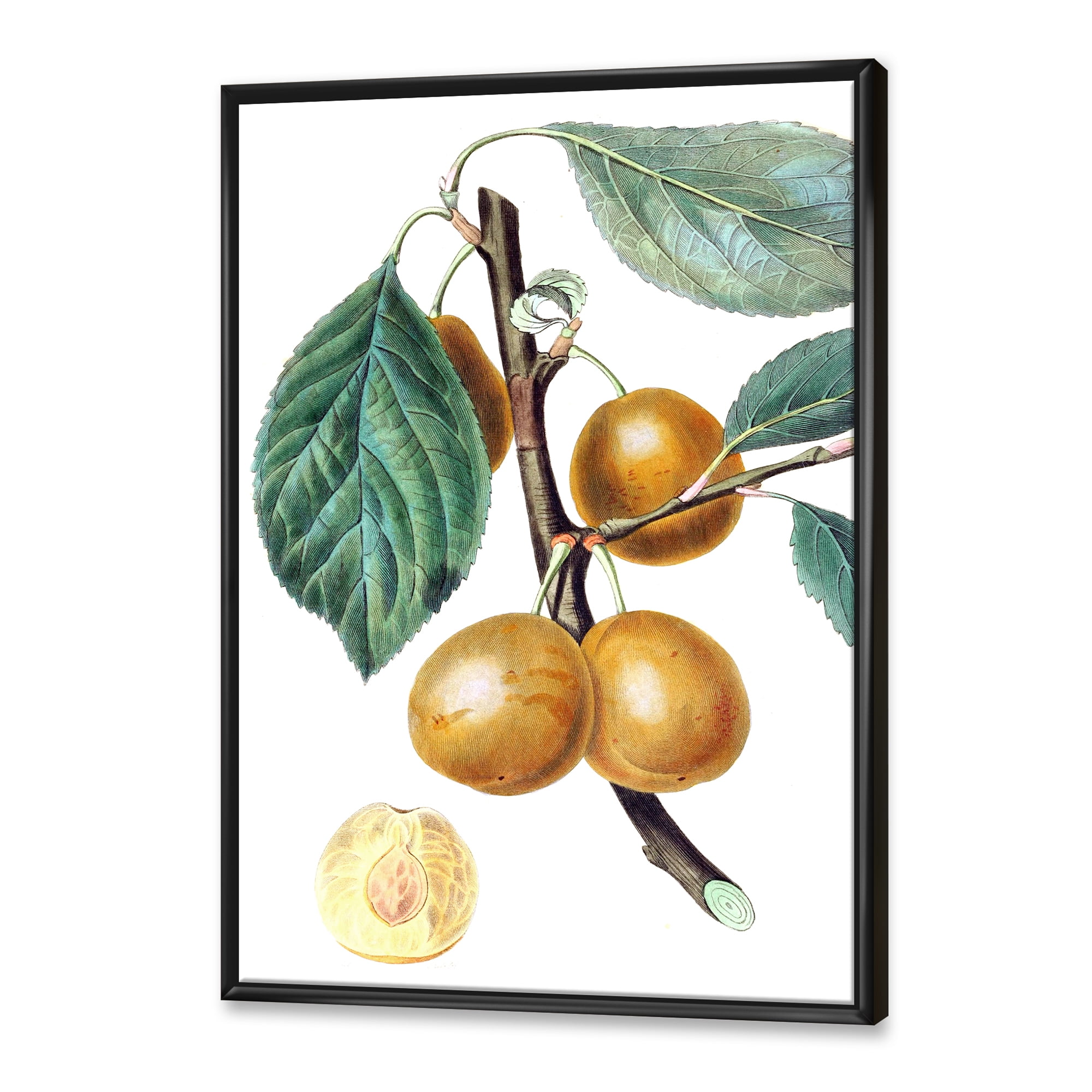 Designart 'Ancient Fruits II' Farmhouse Framed Canvas Wall Art Print