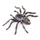 thumbnail image 2 of 2pcs 9.5cm Animal Model Large Fake Realistic Spider Insect Model Toy Fun Halloween Decor Scary Prop, 2 of 5