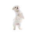 thumbnail image 2 of Maltese Dog White Wall Decal Sticker by Wallmonkeys Vinyl Peel and Stick Graphic (48 in H x 23 in W), 2 of 4