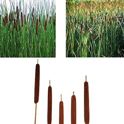 40 Pcs Dried Natural Cattails Jumbo Dried Flowers for Floral Arrangement Wedding Home Decoration$$Home Decor, Kitchen, & Other