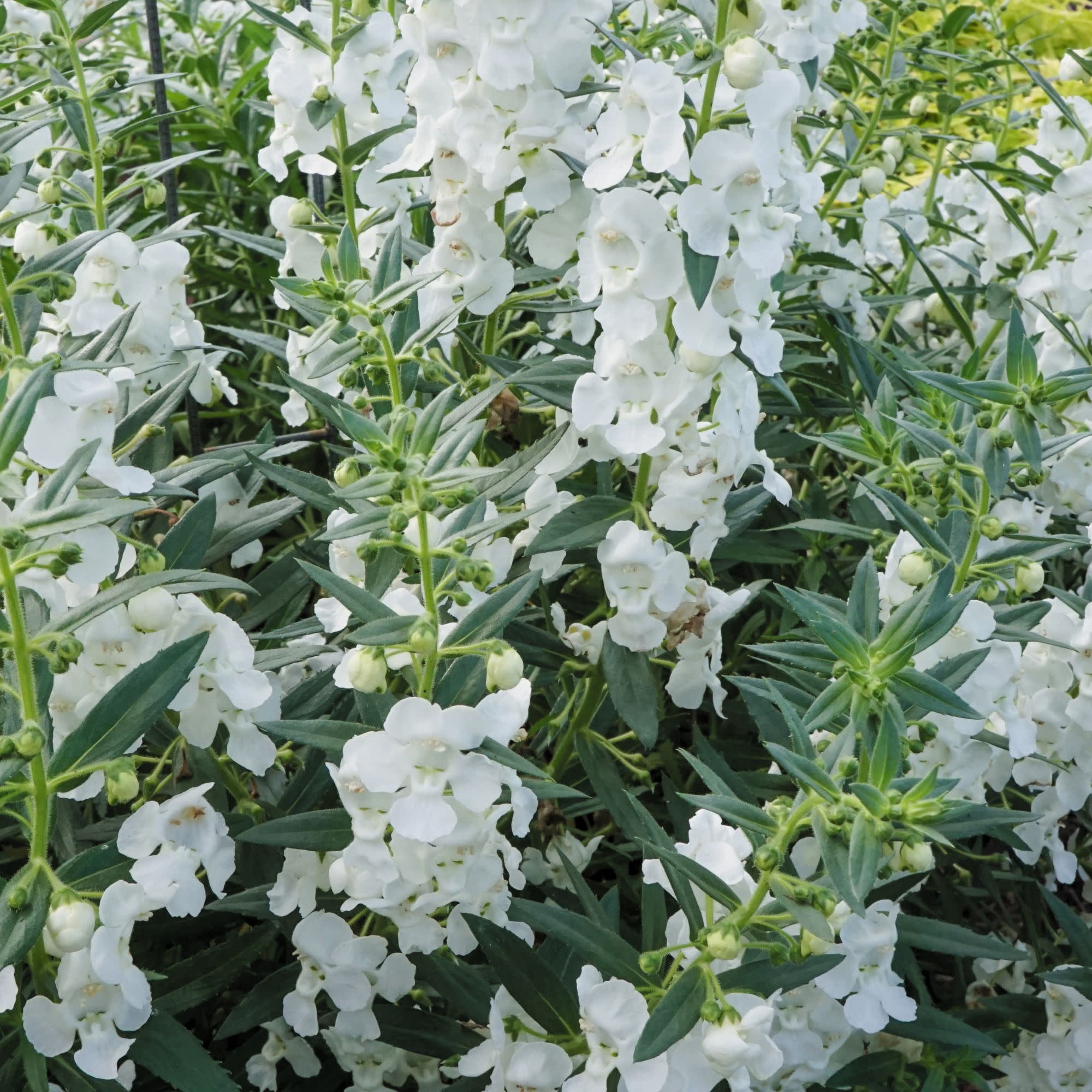 Proven Winners 8" Angelface White Summer Snapdragon Live Plant in 6.5" Pot