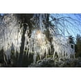 thumbnail image 2 of Posterazzi DPI1875869LARGE Icicles Hanging From Tree Branches Poster Print, 38 x 24 - Large, 2 of 4