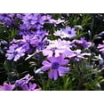 thumbnail image 4 of Classy Groundcovers, Phlox 'Purple Beauty', Purple Creeping Phlox, Violet Moss Phlox, Thrift, Ground Pink (25 Pots, 3 1/2 inch square), 4 of 10