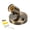 Bronze, variant on Uxcell E26 Light Socket, 180° Adjustable Ceiling Bulb Holder Bronze
