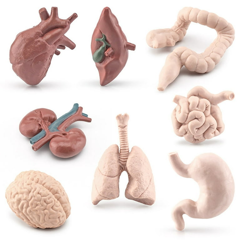  8 Pcs Human Organ Model Mini Body Parts Anatomical Figure  Realistic Brain Heart Lung Liver Stomach Large Intestine Small Intestine  Kidney Models : Toys & Games