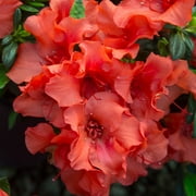 Encore Azalea Autumn Embers Shrub 1 Gallon