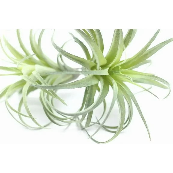 2PCS Artificial Flocking Tillandsia Air Plants Faux Succulents Bromeliads(Small)