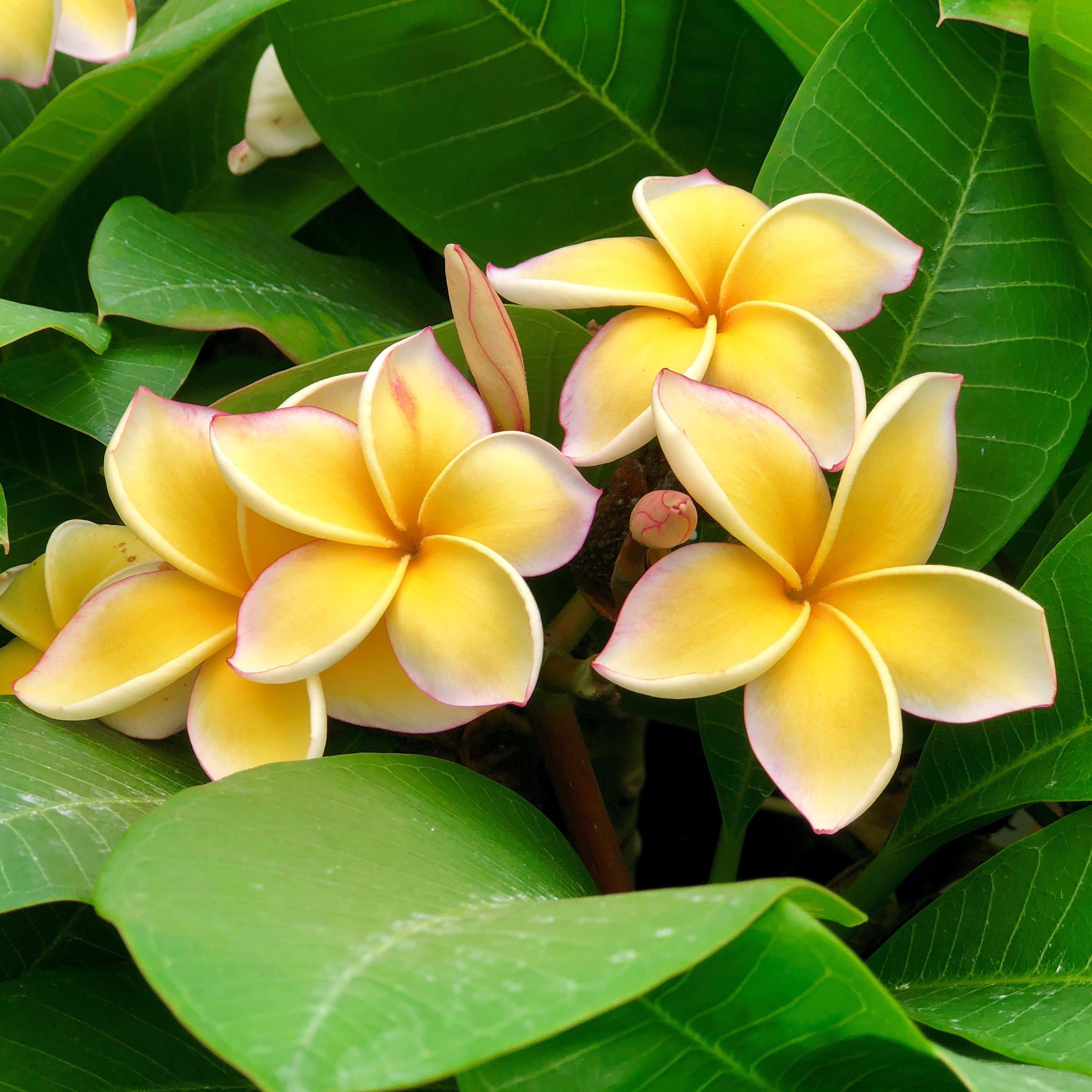 Yellow Live Plumeria Frangipani Plant Cutting 1 Pk (8"-12" Long) Full