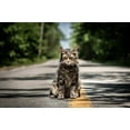 thumbnail image 2 of Pet Sematary [UHD], Horror,, 2 of 7