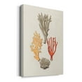 thumbnail image 2 of Knorr Shells & Coral IV Premium Gallery Wrapped Canvas - Ready to Hang, 2 of 9