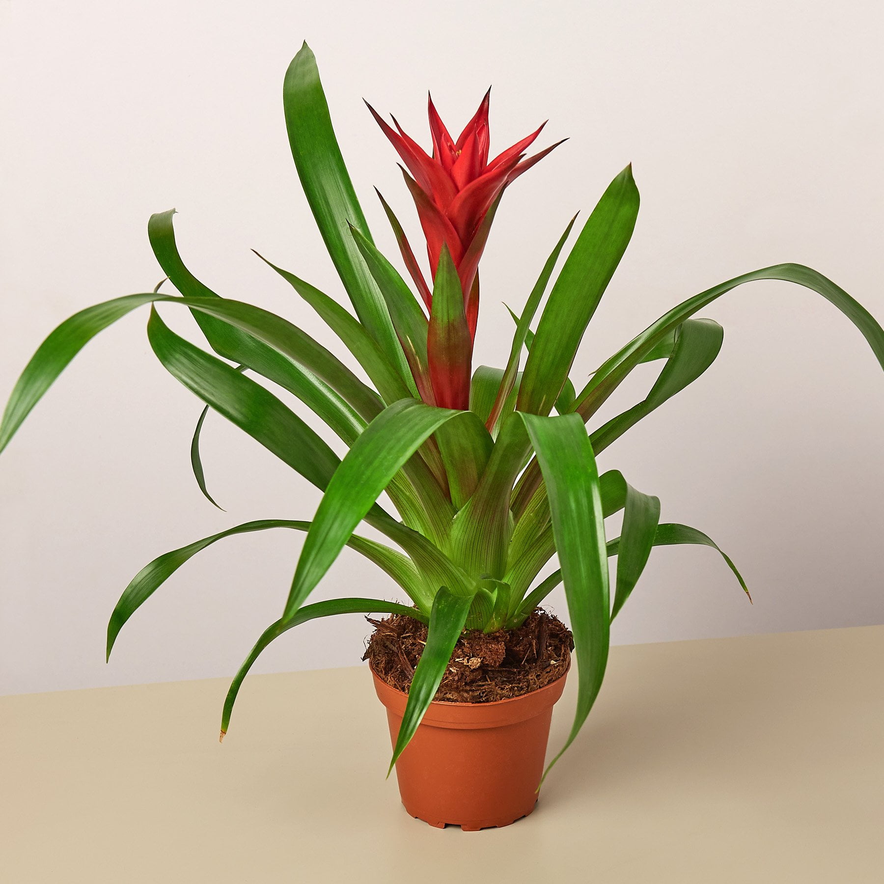 Guzmania Bromeliad �Red� 4&quot; Pot