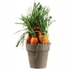 Potted Carrot Tabletop Décor