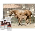 thumbnail image 2 of UltraCruz Equine Horse Shampoo, Conditioner and Show Polish Bundle, 32 oz Each, 2 of 5