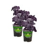 Bonnie Plants Purple Basil 19.3 oz. 2-Pack