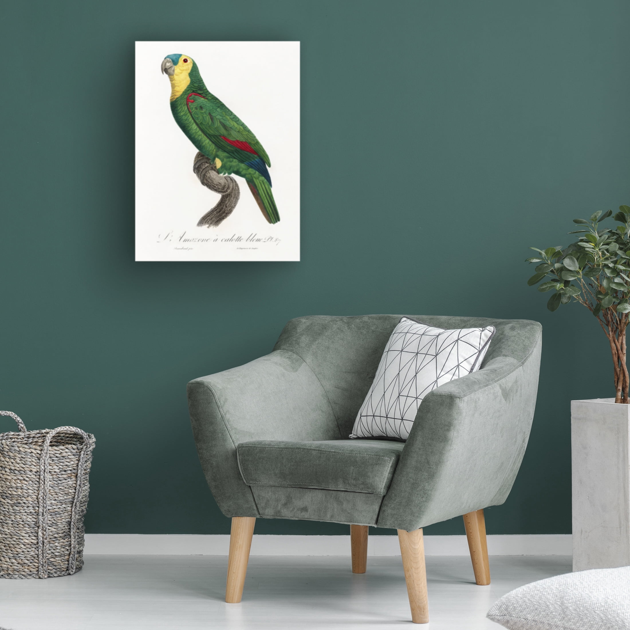 Trademark Fine Art Francois Levaillant Levaillant Parrot IV Canvas Wall Art