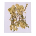 thumbnail image 2 of 20 Piezas Accesorios para Joyas Baoblaze Flores secas prensadas naturales, 2 of 8