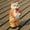 A, variant on C Gray Simulation Plush Cat Toy Electric Singing And Dancing Kitten Stuffed Animal