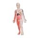 thumbnail image 2 of Modelo de cuerpo humano para niños Modelo de esqueleto Kit de ciencias interactivas para niños, figura de anatomía 3D brillo en oscuro para, 2 of 8