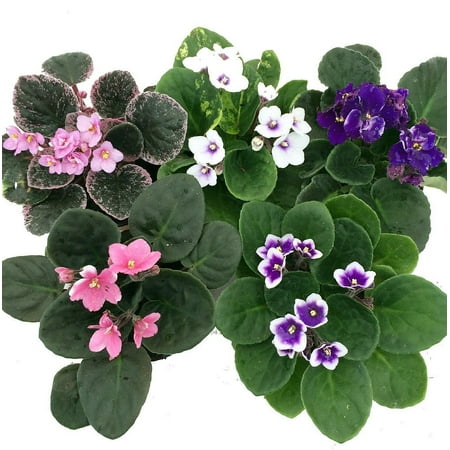 Novelty African Violet - 4" Pot - Best Blooming House Plant