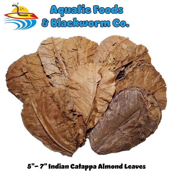 100 Indian Catappa Almond Leaves, 5" - 7" for Shrimp, Bettas & Aquariums…25 Count