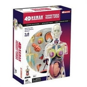 Tedco Toys 4D Pregnancy Anatomy Torso