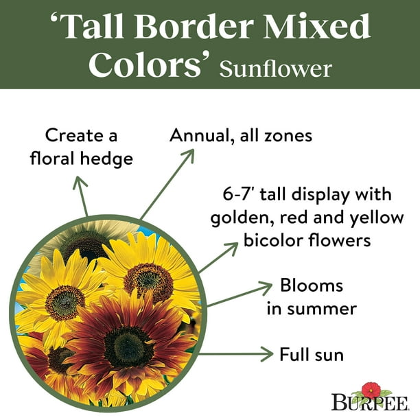 sunflower171707ページ Fendi Multicolor Zucchino Floral Print Canvas Superstar Mini