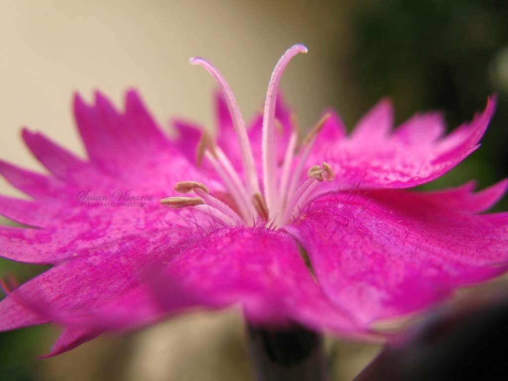 Firewitch Dianthus Plants  3 Live Seedlings  Dianthus Gratianopolitanus Firewitch  Perfect for Vibrant Colorful Gardens  Hardy & Fragrant