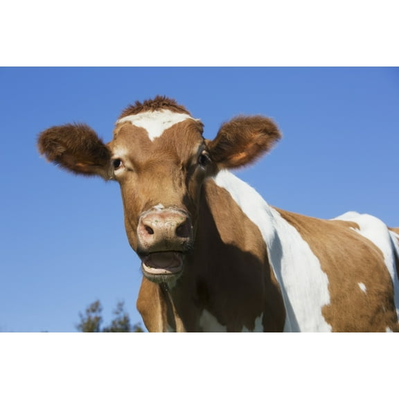 Posterazzi DPI12257343LARGE Guernsey Dairy Cow - Granby Connecticut United States of America Poster Print - 38 x 24 in. - Large