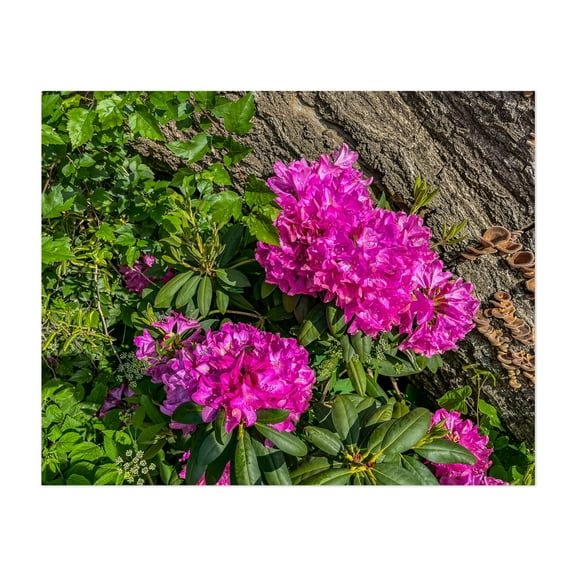 Rhododendron Blooms in the Forest - Pennsylvania Photography Flowers Floral Garden Botanical Nature Scenic Summer Unframed Wall Art Print 6 x 8 inches