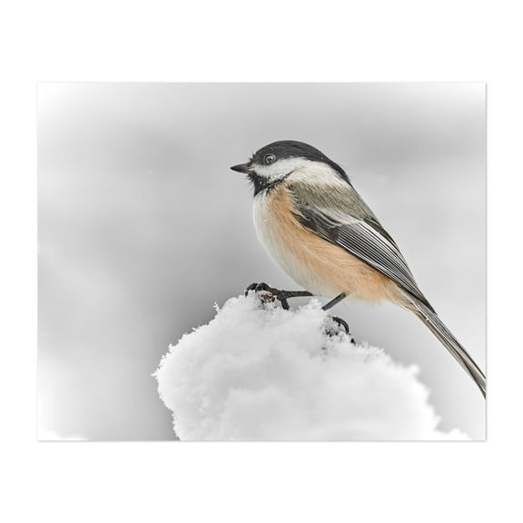 Chickadee in January - Photography Bird Wildlife Winter Snow Nature Woodland Animal Unframed Wall Art Print 6 x 8 inches
