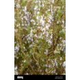 thumbnail image 6 of RedCrocus Common Rosemary Herb- Rosmarinus officinalis 'Upright'- Fragrant, Evergreen Herb for Culinary & Ornamental Use 4.5" Pot (Pack of 5), 6 of 20