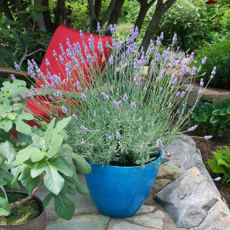 Brighter Blooms - Sensational Lavender Plant, 1 Qt. - No Shipping To AK,  AZ, HI - Walmart.com