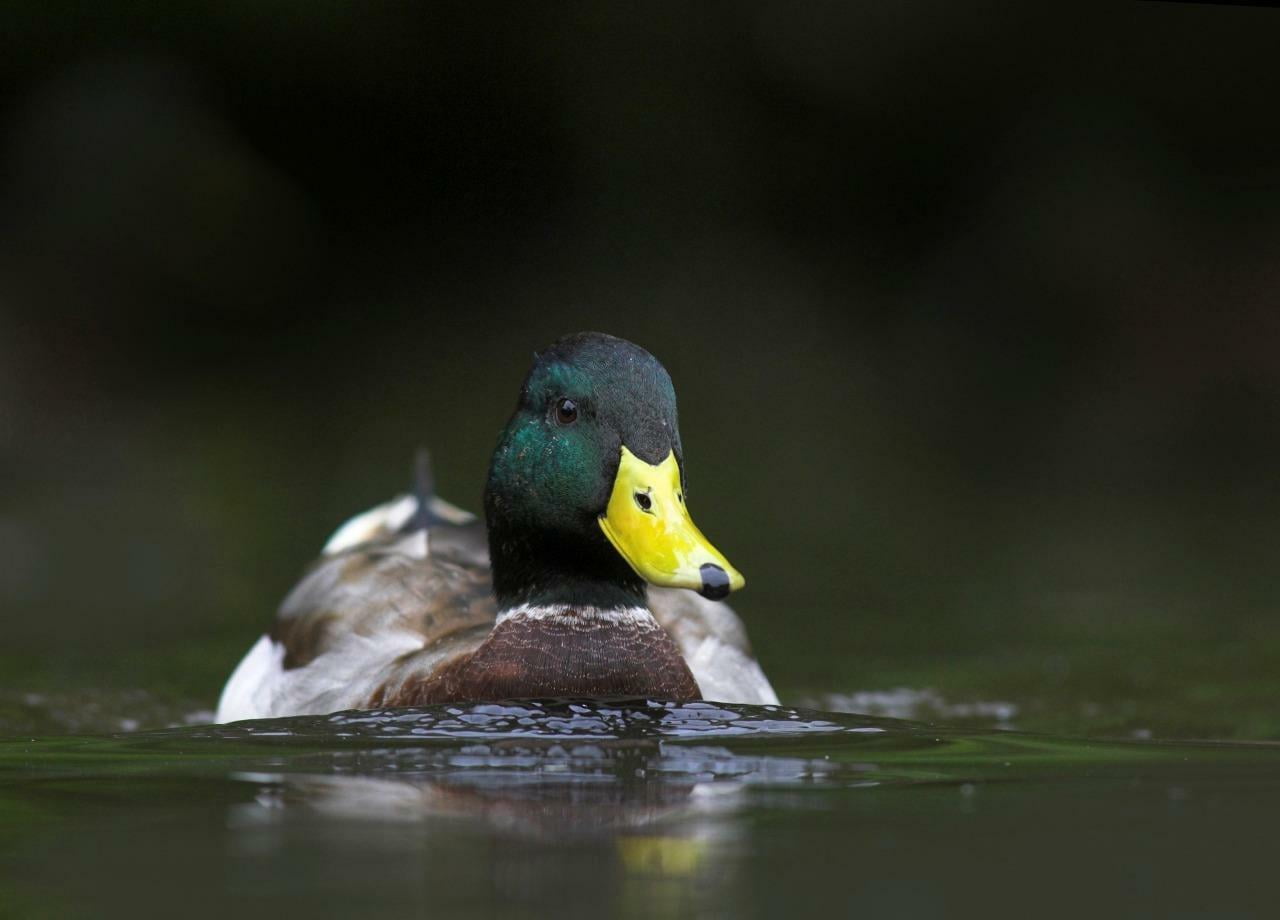 smart duck dabble speaker