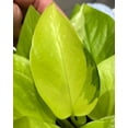 thumbnail image 5 of Neon Pothos - Live Plant in a 6 Inch Pot - Epipremmum Aureum - Stunning Houseplant with Unique Foliage - The Perfect Air Purifying Houseplant Companion, 5 of 5