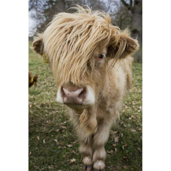 Design Pics DPI2355544 Cow with Long Hair Over Its Face - Scottish Borders Scotland Poster Print, 12 x 19