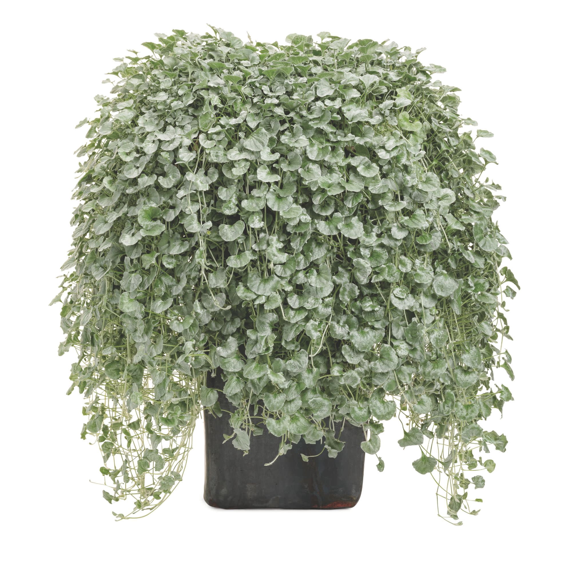 Proven Winners 4" Gray Silver Falls Silver Ponysfoot Live Plant in 4.25" Pot (4 Count)