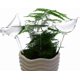 thumbnail image 4 of Glass Watering Globe Self Watering Spikes- 3 Pack Plant Watering Bulbs Devices- Bird Shape self Watering, 4 of 4