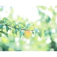 thumbnail image 2 of Sparkling Water, 8.45 Fl Oz (Ume, Pack Of 12), 2 of 4