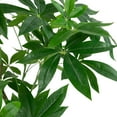 thumbnail image 4 of Northlight 4' Artificial Unbraided Potted Green Money Tree, 4 of 7