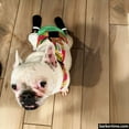 thumbnail image 5 of Barkertime Pineapple Express on Brown Dog Diaper Overall, 5 of 7