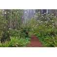 thumbnail image 2 of Jones, Adam 24x17 White Modern Wood Framed Museum Art Print Titled - Footpath through Redwood trees and Pacific Rhododendron in fog, 2 of 4