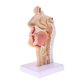 thumbnail image 1 of Estatua de la cavidad nasal humana 1: 1 Modelo de Cavidad Laringofaríngeo de Simulación Material de PVC Fanmusic Estatua de la cavidad nasal humana, 1 of 7