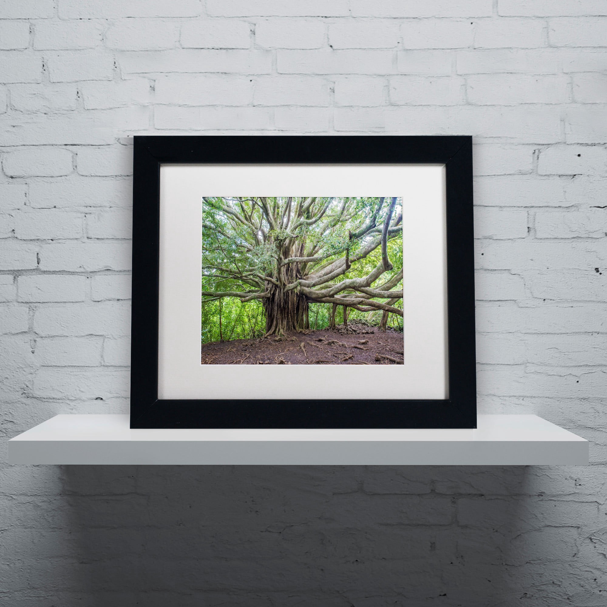 Trademark Fine Art "Banyan" Canvas Art by Pierre Leclerc, White Matte/Wood Frame