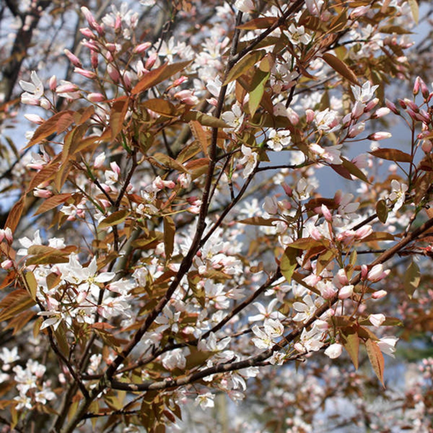 Expert Gardener 1-2' Serviceberry Autumn Brilliance® in 1 gal. Grower Pot