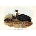 thumbnail image 2 of Gould, John 24x17 Gold Ornate Wood Framed with Double Matting Museum Art Print Titled - One-carunculated Cassowary-Casuarius uniappendiculatus, 2 of 4