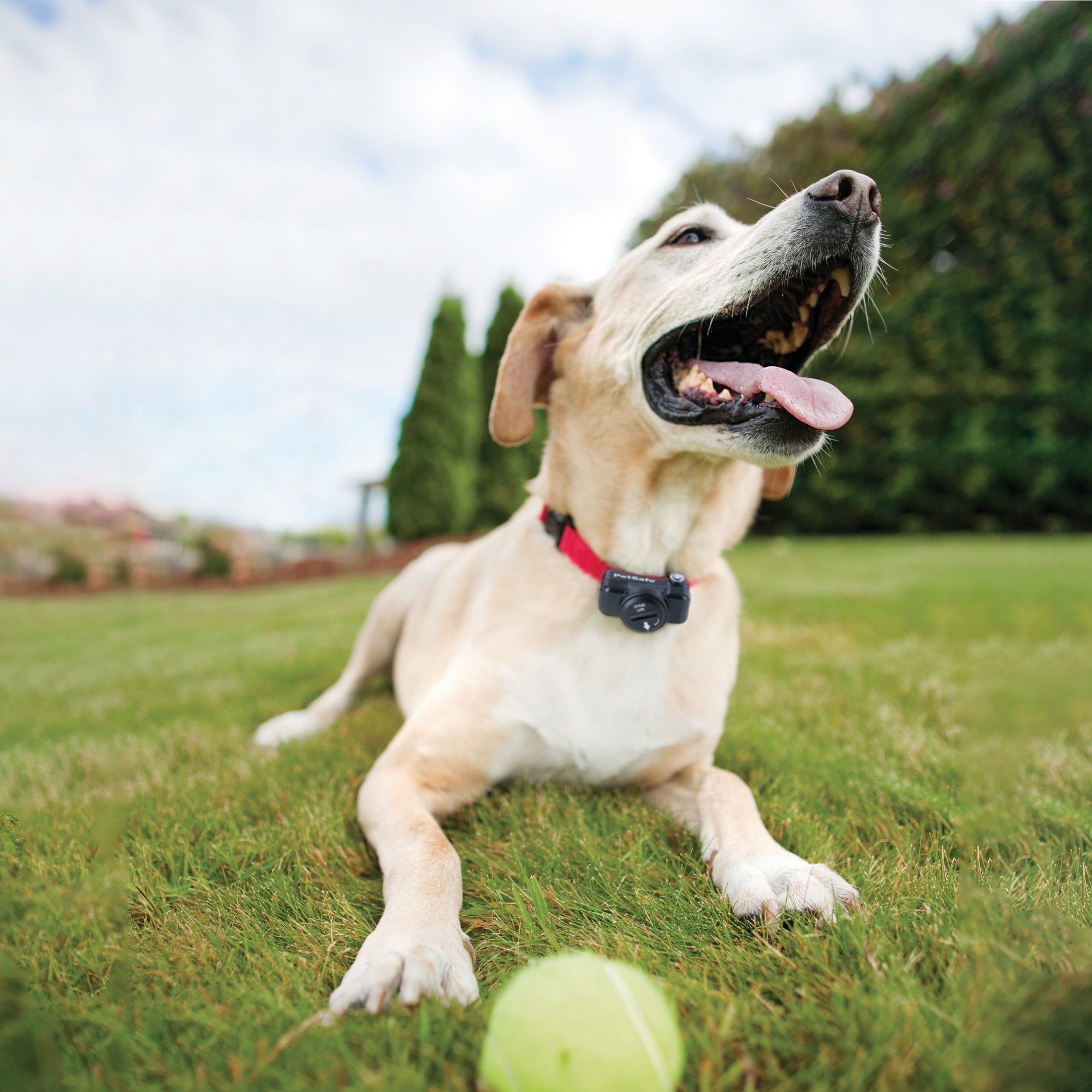Can Dogs Run Through An Invisible Fence
