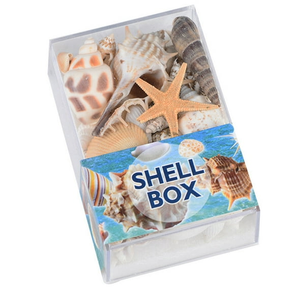 FRCOLOR seashells 1 Box of Shell Specimen Souvenir Natural Large Conch Craft Ornaments for DIY Home Decoration,3.15"X1.97"X1.38"