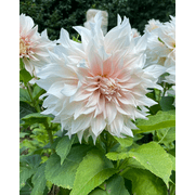 1 Large Caf au Lait Dahlia Bulbs for Planting, Dinnerplate Dahlia Flowers Tubers Huge Bloom - Grows Well In Containers
