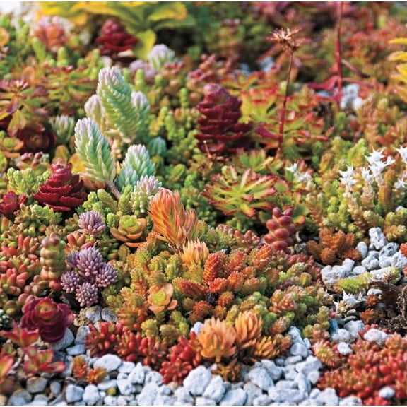 100  MIXED SEDUM SEEDS for Planting - Stonecrop Beautiful Succulent Ground Cover