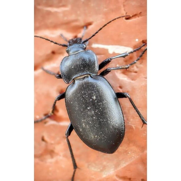 Notebook : Beetle animal insect nature animal world insect larva species weevil firefly exoskeleton (Paperback) Notebook : Beetle animal insect nature animal world insect larva species weevil firefly exoskeleton (Paperback)